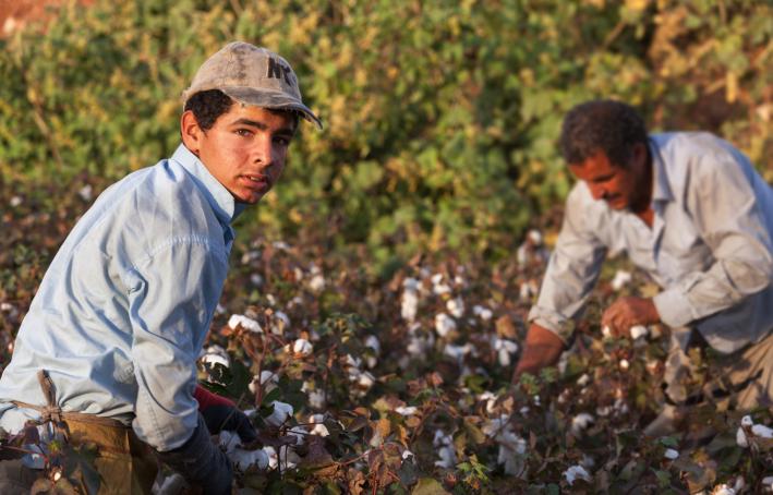 Seasonal child worker in cotton field, Turkey