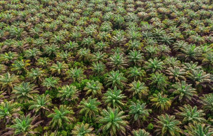 Palm oil plantation in Klias, Beaufort Sabah, Malaysia