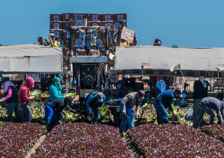 Central California Lettuce Harvest