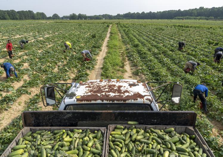 H-2A Seasonal Farmworkers