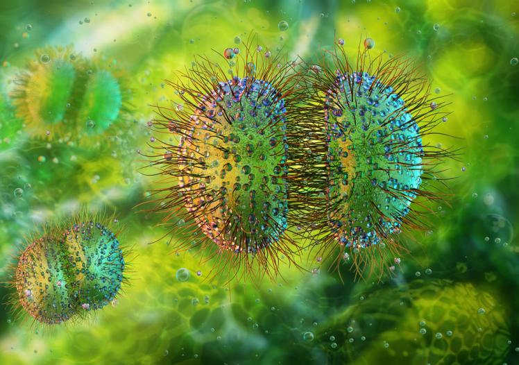 Neisseria meningitidis bacteria