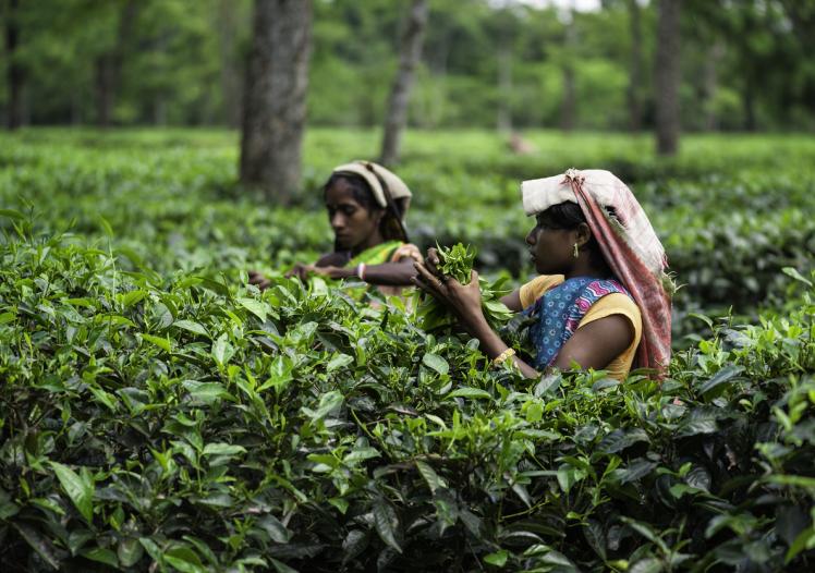Harvesting tea leaves, Jorhat, Assam, 