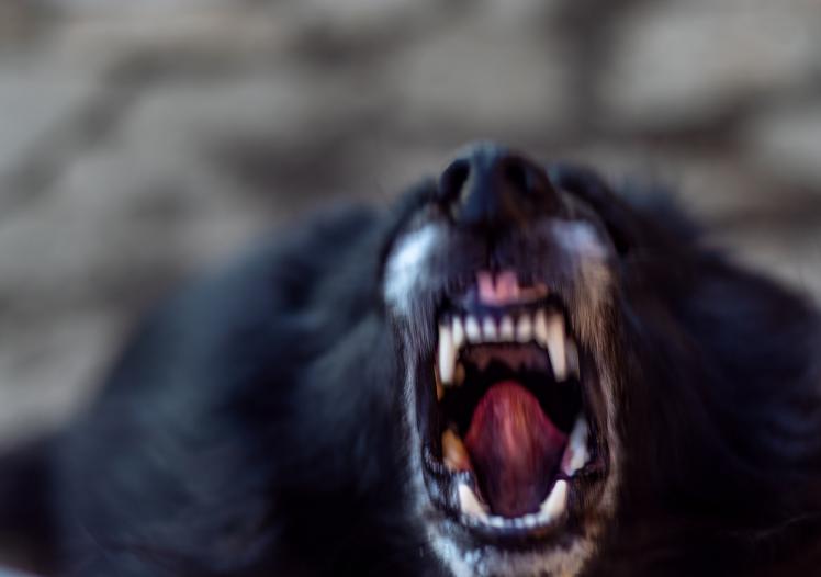 dog