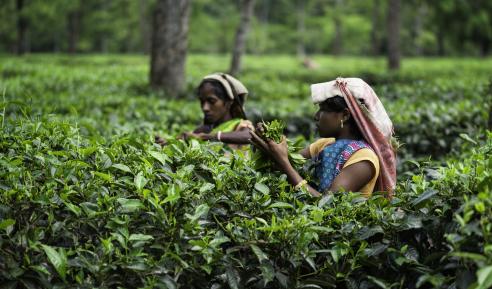 Harvesting tea leaves, Jorhat, Assam, 