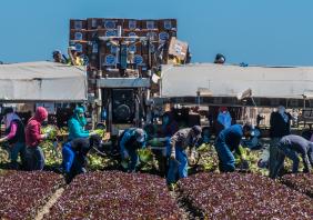 Central California Lettuce Harvest