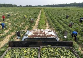 H-2A Seasonal Farmworkers