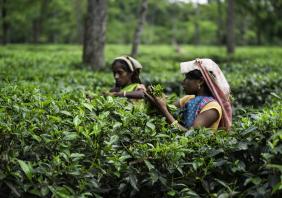 Harvesting tea leaves, Jorhat, Assam, 