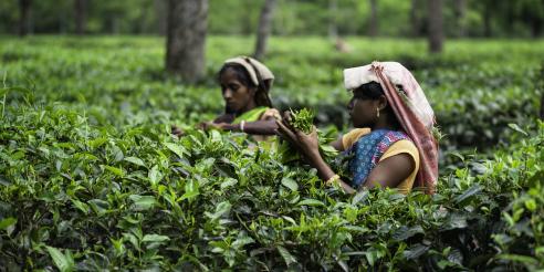 Harvesting tea leaves, Jorhat, Assam, 
