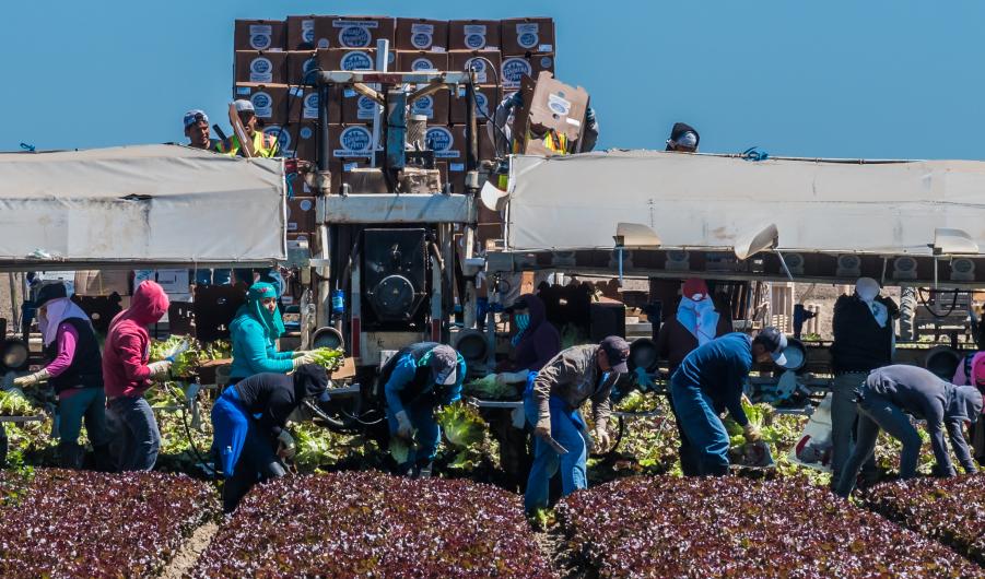 Central California Lettuce Harvest