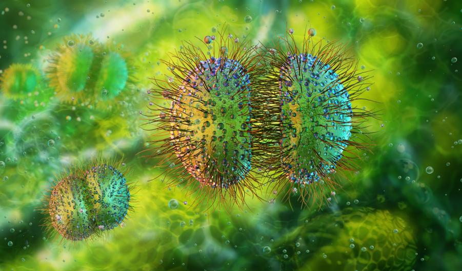 Neisseria meningitidis bacteria