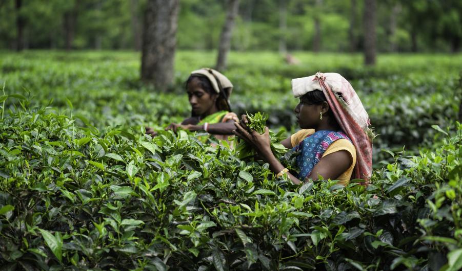 Harvesting tea leaves, Jorhat, Assam, 