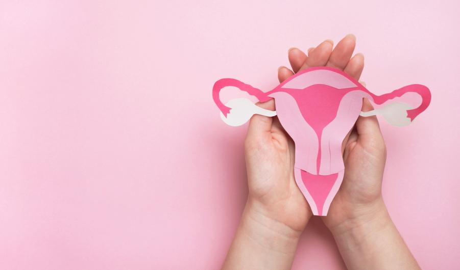 Paper uterus 
