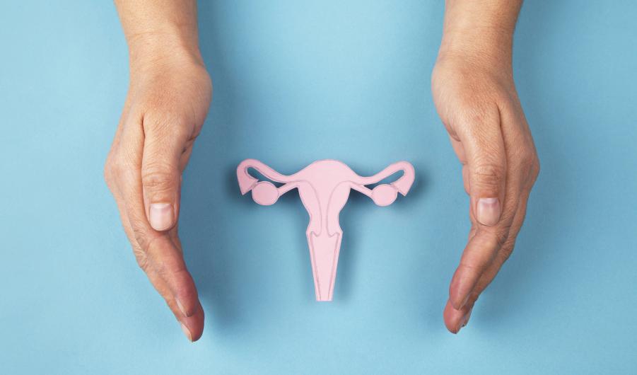 Uterus