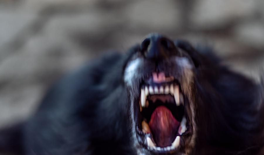 dog